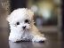 PoulaTo: Maltese toy